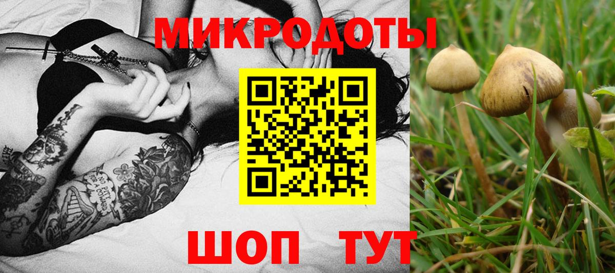 Галлюциногенные грибы Psilocybe Узловая